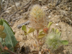 Trifolium sylvaticum