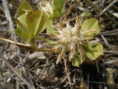 Trifolium spumosum