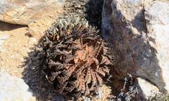 Aloe melanacantha
