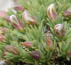 Aspalathus rigidifolia