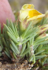 Aspalathus rigidifolia