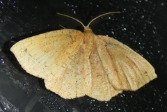 Apodrepanulatrix liberaria