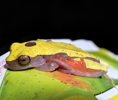 Dendropsophus triangulum