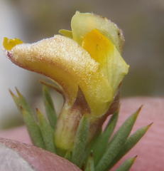 Aspalathus rigidifolia