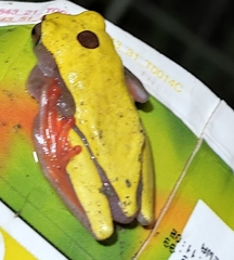 Dendropsophus triangulum