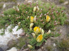 Aspalathus rigidifolia
