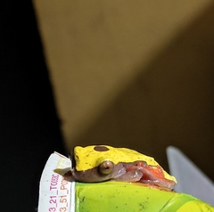 Dendropsophus triangulum