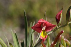 Gladiolus speciosus