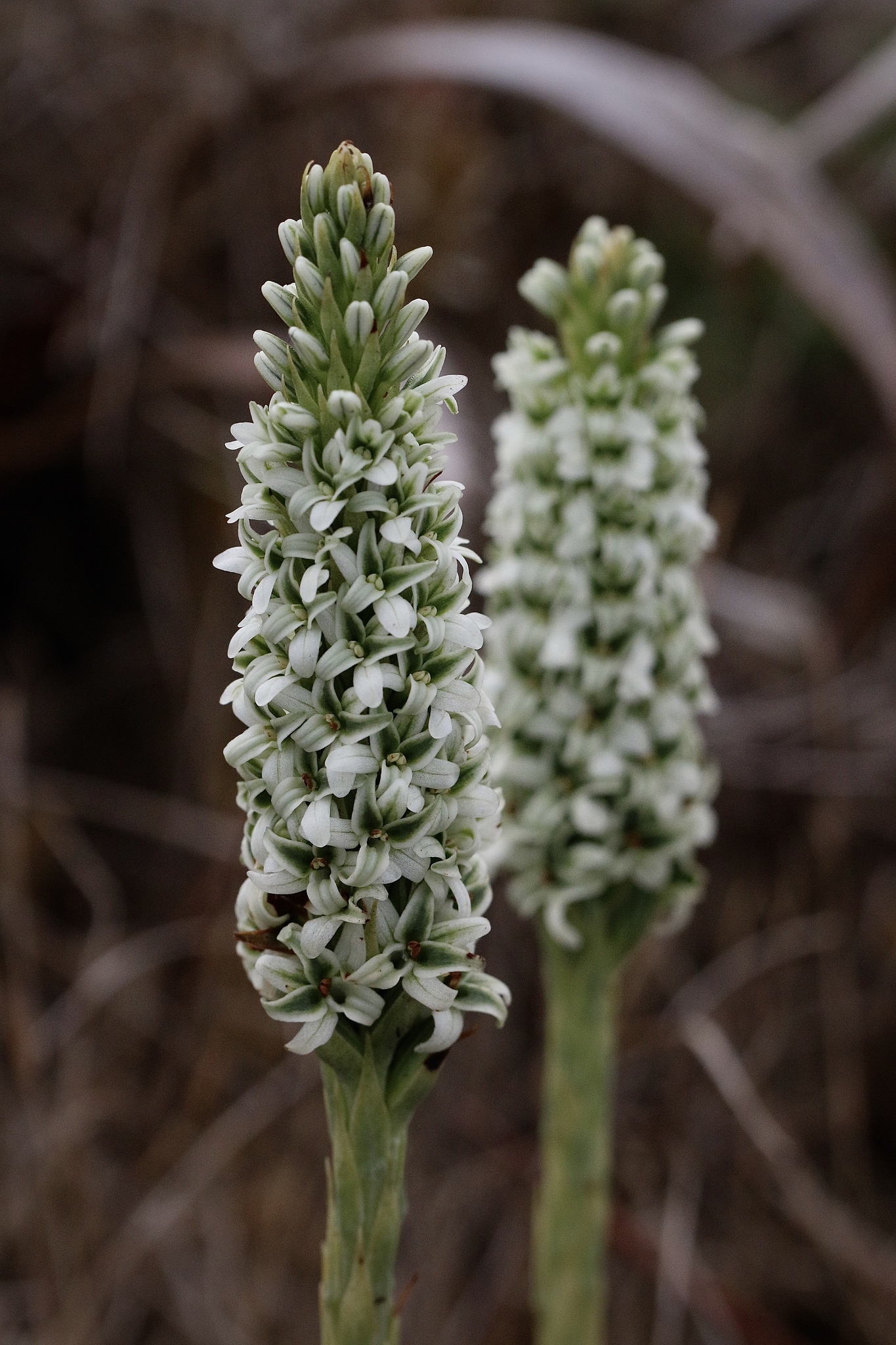 Platanthera elegans ssp. decurtata