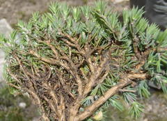 Aspalathus rigidifolia