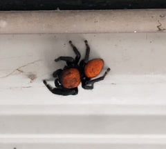 Phidippus cardinalis