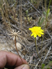 Leontodon longirostris