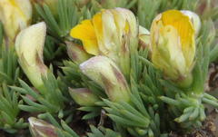 Aspalathus rigidifolia