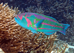 Surge Wrasse photo 3