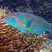 Surge Wrasse - Photo (c) John Turnbull, some rights reserved (CC BY-NC-SA)