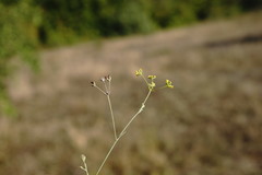 Bupleurum marschallianum