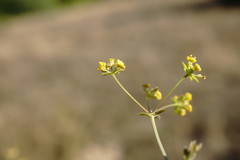 Bupleurum marschallianum