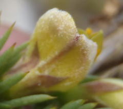 Aspalathus rigidifolia