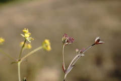 Bupleurum marschallianum