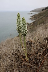 Platanthera elegans decurtata