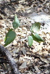 Frangula betulifolia