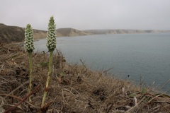 Platanthera elegans decurtata