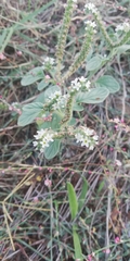Heliotropium europaeum