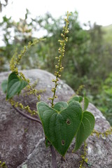 Image of Dioscorea heteropoda