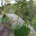 Dioscorea heteropoda - Photo Sem direitos reservados, uploaded by Romer Rabarijaona