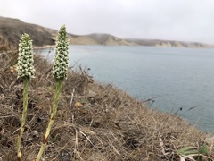 Platanthera elegans decurtata