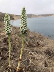 Platanthera elegans decurtata