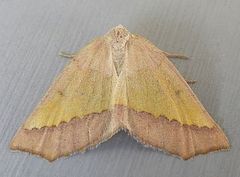 Lychnosea helveolaria