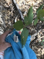 Frangula betulifolia