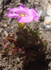 Oxalis heterophylla