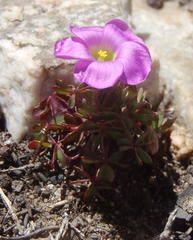 Oxalis heterophylla