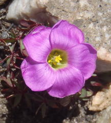 Oxalis heterophylla