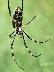 Trichonephila senegalensis annulata