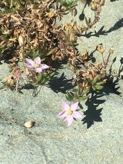 Spergularia rupicola