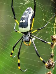Trichonephila senegalensis annulata