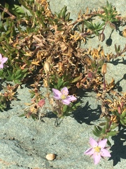 Spergularia rupicola