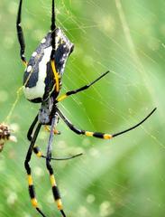 Trichonephila senegalensis annulata