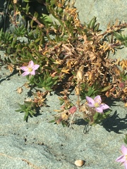 Spergularia rupicola