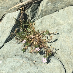 Spergularia rupicola