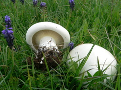 Leucopaxillus lepistoides