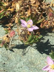 Spergularia rupicola