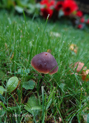 Macrocystidia cucumis cucumis