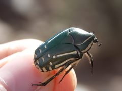 Rhabdotis semipunctata