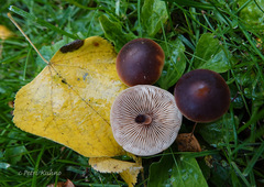 Macrocystidia cucumis cucumis
