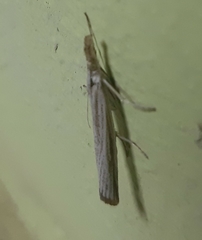 Agriphila poliellus