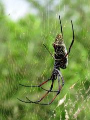 Trichonephila inaurata